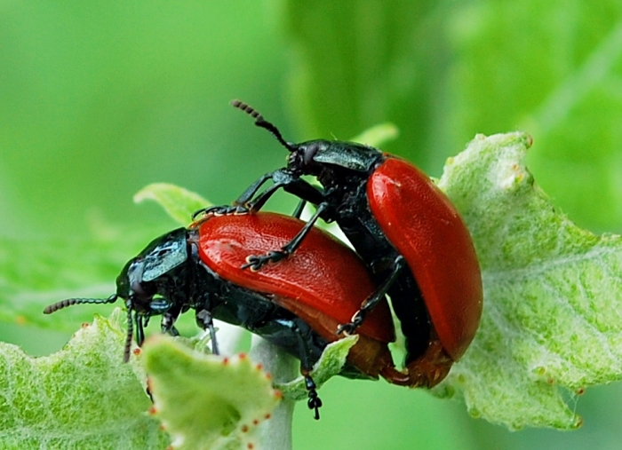 Crisolina lucida e ovature; no: Chrysomela populi